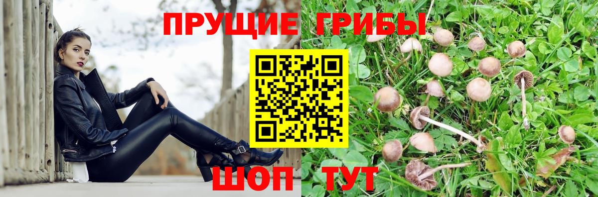 Галлюциногенные грибы GOLDEN TEACHER  хочу наркоту  Донецк  Вход с VPN  Галлюциногенные грибы Psilocybe 